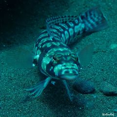 Parapercis tetracantha