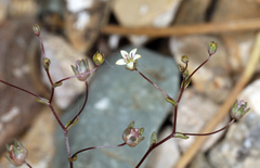 Nemacladus inyoensis