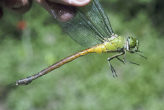 Staurophlebia