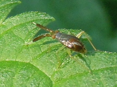 Heterotoma