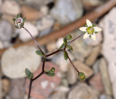 Nemacladus inyoensis