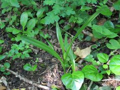 Colchicum umbrosum