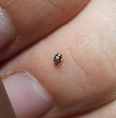 Psyllobora renifer