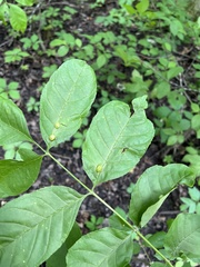 Lasiopteridi