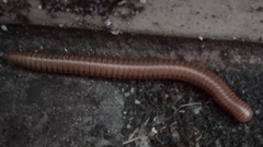 Pachyiulus cattarensis