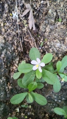 Talinum fruticosum