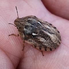 Eurygaster integriceps