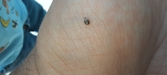 Psyllobora renifer