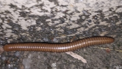 Pachyiulus cattarensis