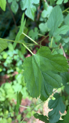Morus alba