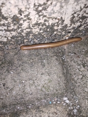 Pachyiulus cattarensis