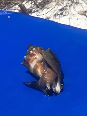 Strombus alatus image