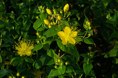Hypericum inodorum