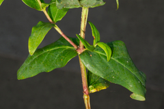 Hypericum inodorum