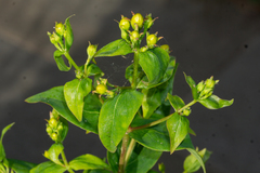 Hypericum inodorum