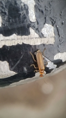 Cantharis rufa
