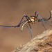 Elephant Mosquito - Photo (c) Robby Deans, some rights reserved (CC BY-NC), uploaded by Robby Deans