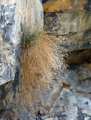 Perityle megalocephala