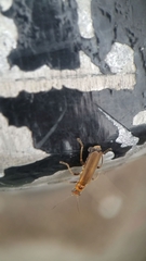 Cantharis rufa