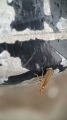 Cantharis rufa