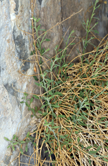 Perityle megalocephala