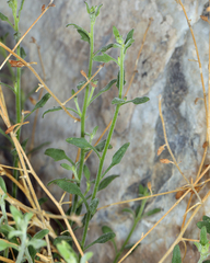 Perityle megalocephala