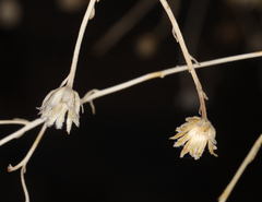 Perityle megalocephala