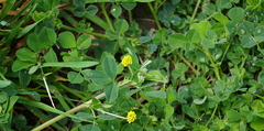 Medicago lupulina