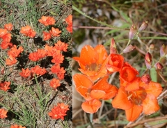 Tritonia crocata