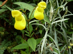 Calceolaria irazuensis image