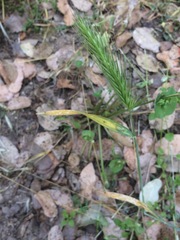 Hordeum murinum leporinum