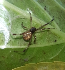 Latrodectus geometricus