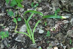 Colchicum umbrosum