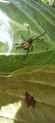 Latrodectus geometricus