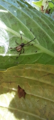 Latrodectus geometricus