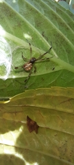Latrodectus geometricus