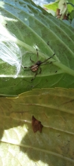 Latrodectus geometricus