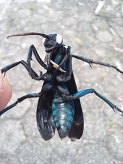 Pepsis