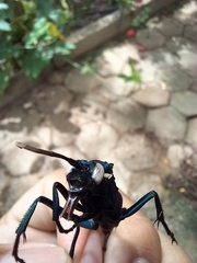 Pepsis