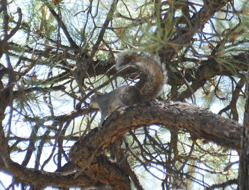 Arizona Gray Squirrel (Sciurus arizonensis), a species recorded in Arizona