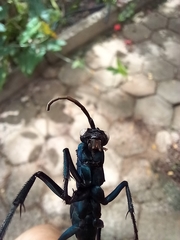 Pepsis