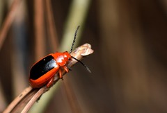 Disonycha discoidea