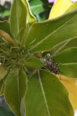 Musca domestica