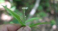 Achillea biserrata