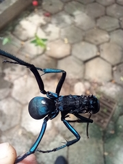 Pepsis