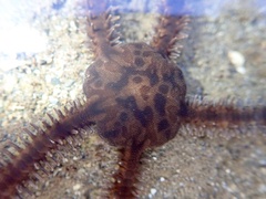 Ophiocoma scolopendrina
