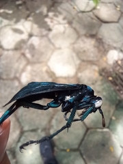 Pepsis