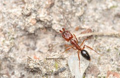 Odontomachus clarus