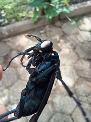 Pepsis
