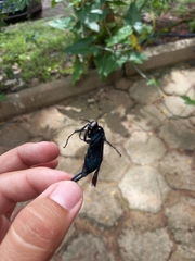 Pepsis